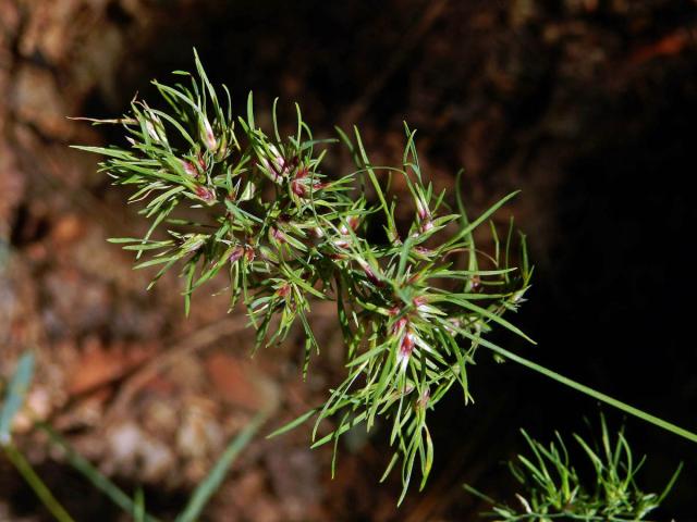 Lipnice cibulkatá (Poa bulbosa L.)