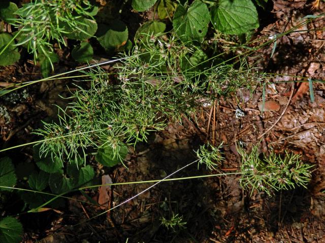 Lipnice cibulkatá (Poa bulbosa L.)