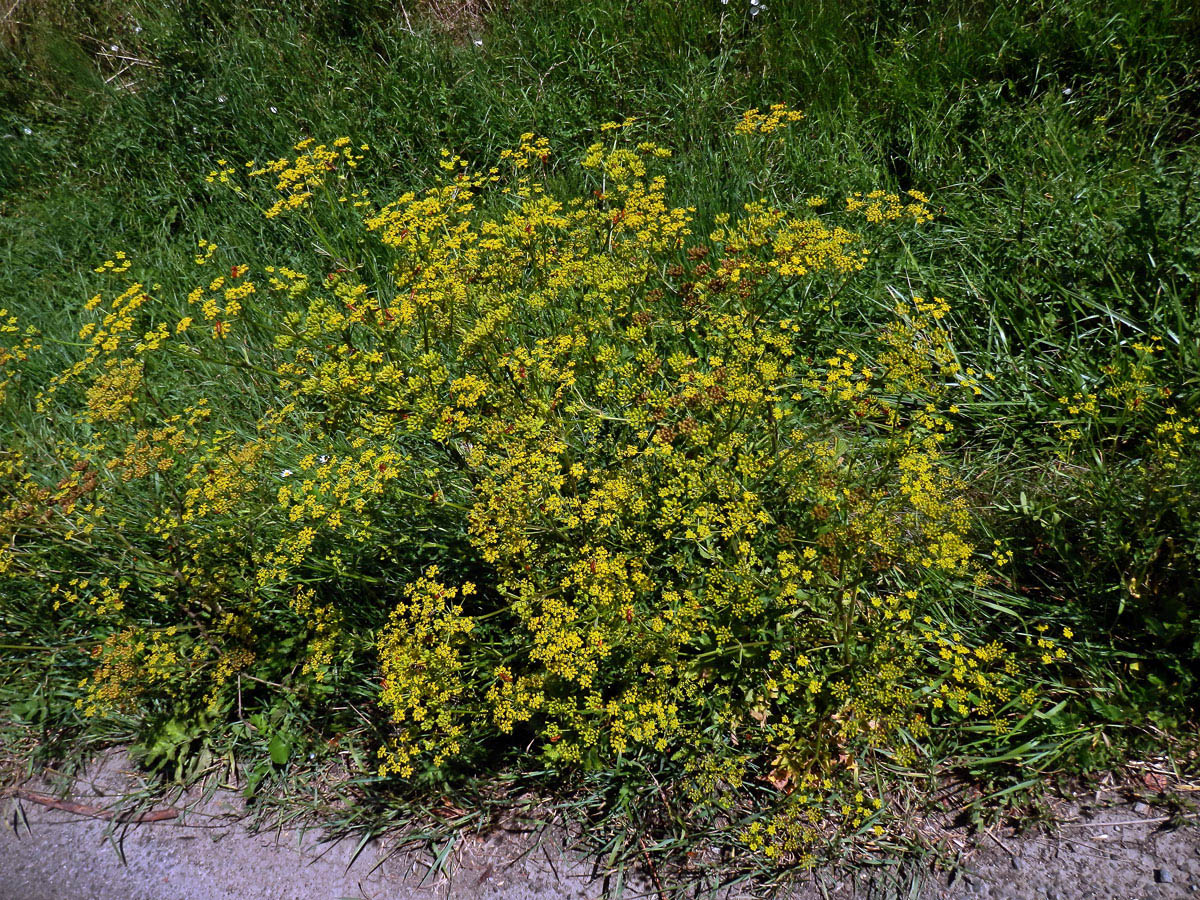 Pastinák setý (Pastinaca sativa L.)