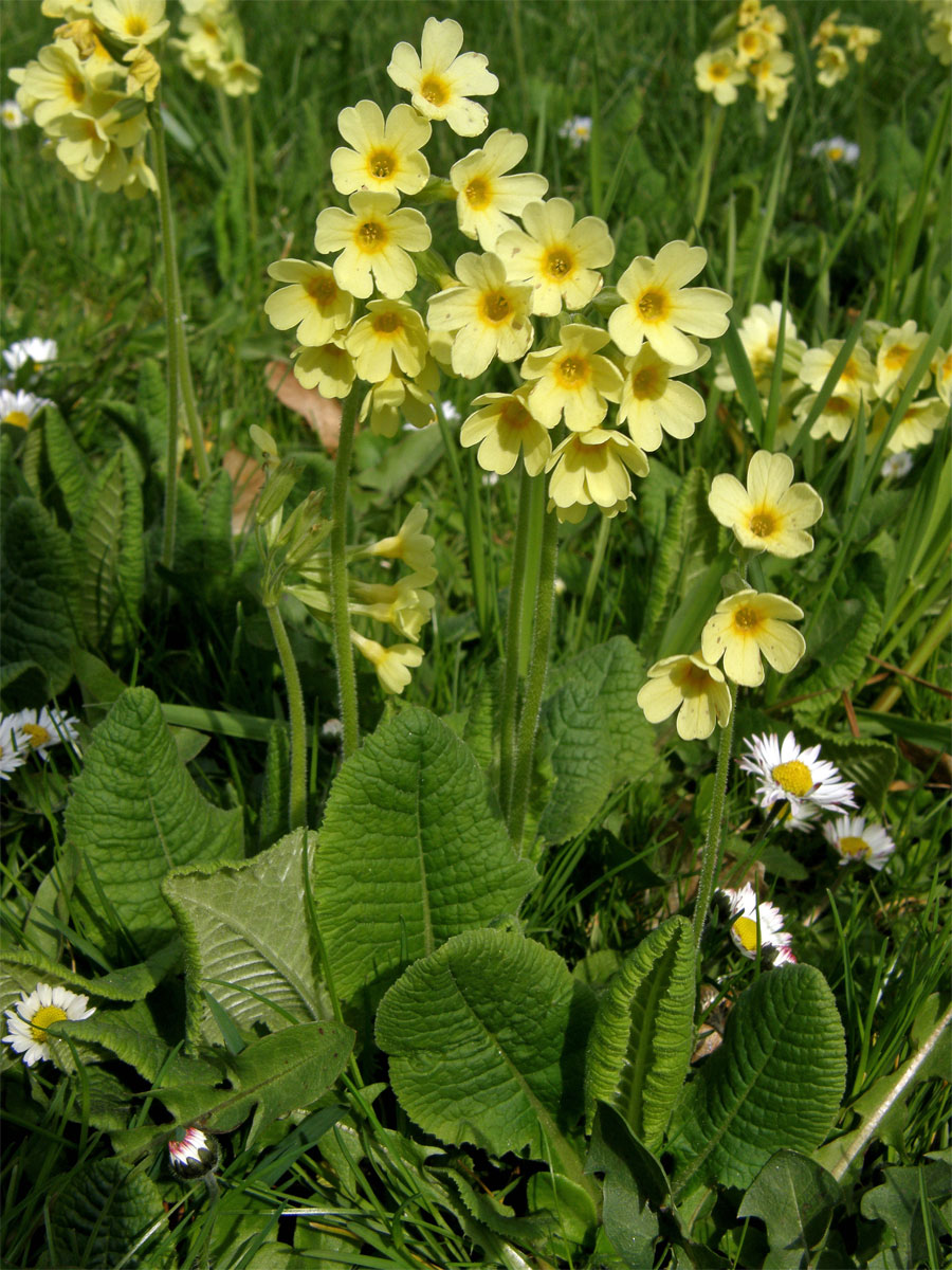 Prvosenka vyšší (Primula elatior (L.) Hill.)