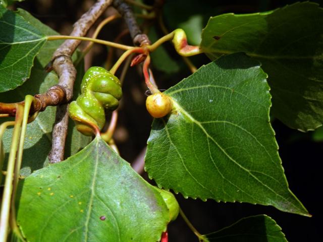 Hálky dutilky šroubovité (Pemphigus spirothecae)