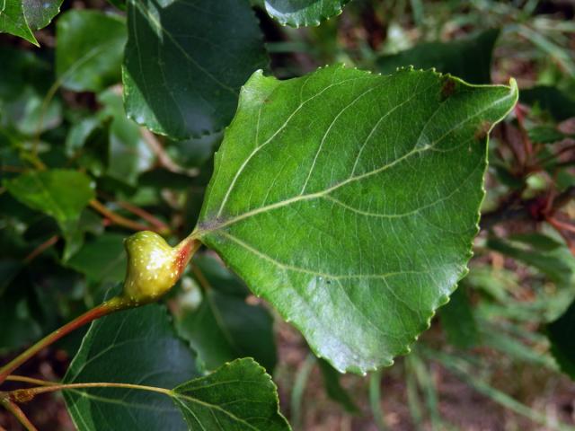 Hálky dutilky (Pemphigus bursarius); topol černý