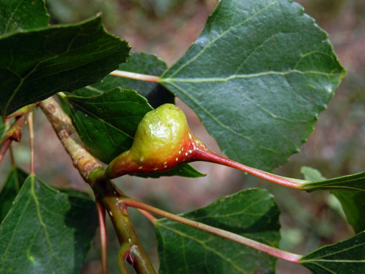 Hálky dutilky (Pemphigus bursarius); topol černý