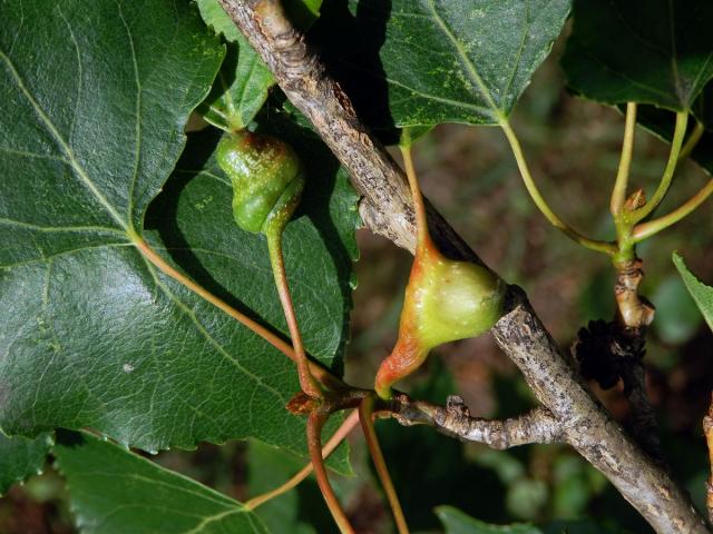 Hálky dutilky (Pemphigus bursarius); topol černý