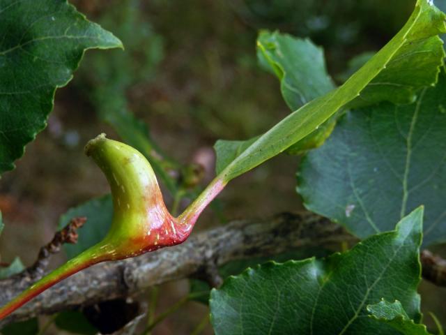 Hálky dutilky (Pemphigus bursarius); topol černý