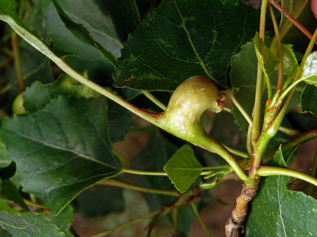 Hálky dutilky (Pemphigus bursarius); topol černý