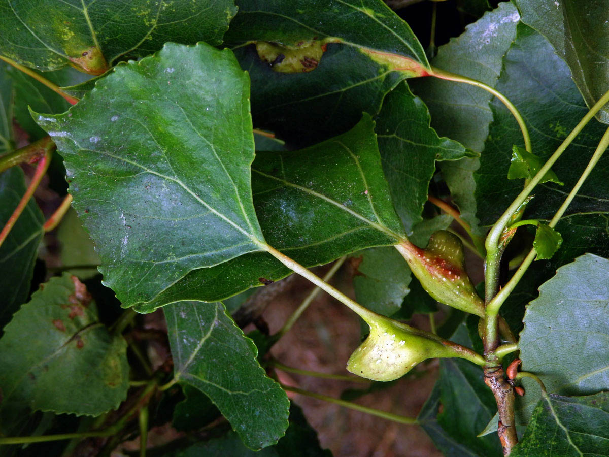 Hálky dutilky (Pemphigus bursarius); topol černý