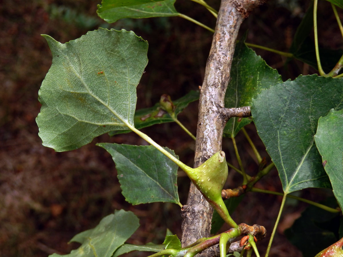 Hálky dutilky (Pemphigus bursarius); topol černý