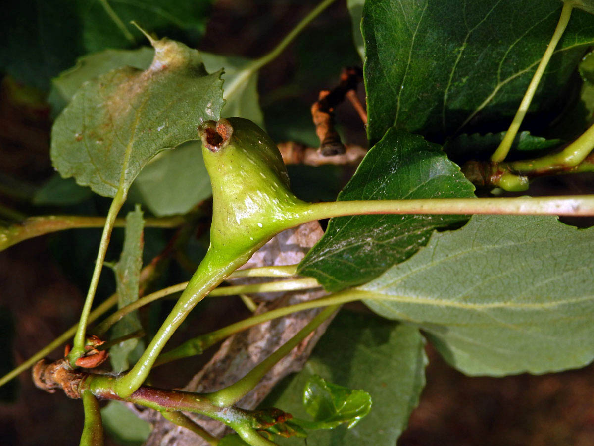 Hálky dutilky (Pemphigus bursarius); topol černý