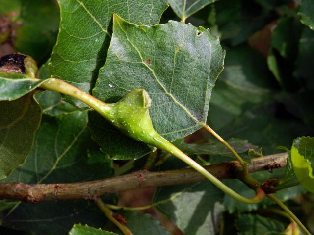 Hálky dutilky (Pemphigus bursarius); topol černý