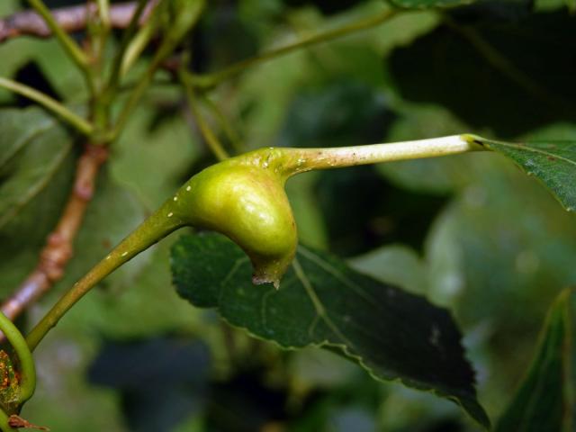 Hálky dutilky (Pemphigus bursarius); topol černý