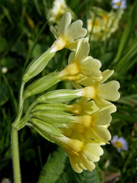 Prvosenka vyšší (Primula elatior (L.) Hill.)