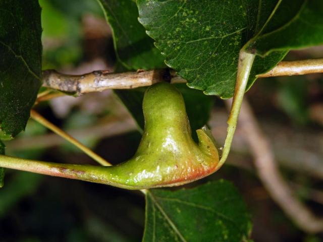 Hálky dutilky (Pemphigus bursarius); topol černý