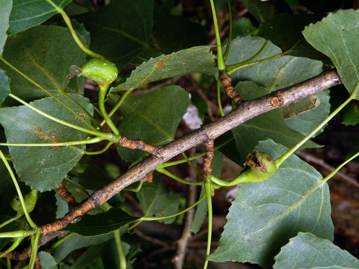 Hálky dutilky (Pemphigus bursarius); topol černý