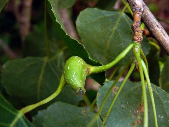 Hálky dutilky (Pemphigus bursarius); topol černý