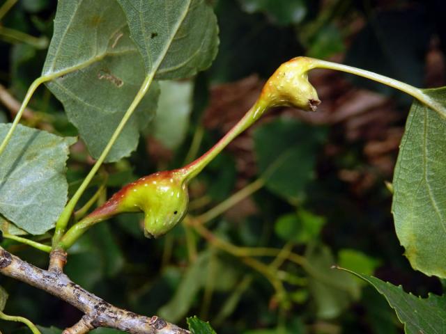 Hálky dutilky (Pemphigus bursarius); topol černý