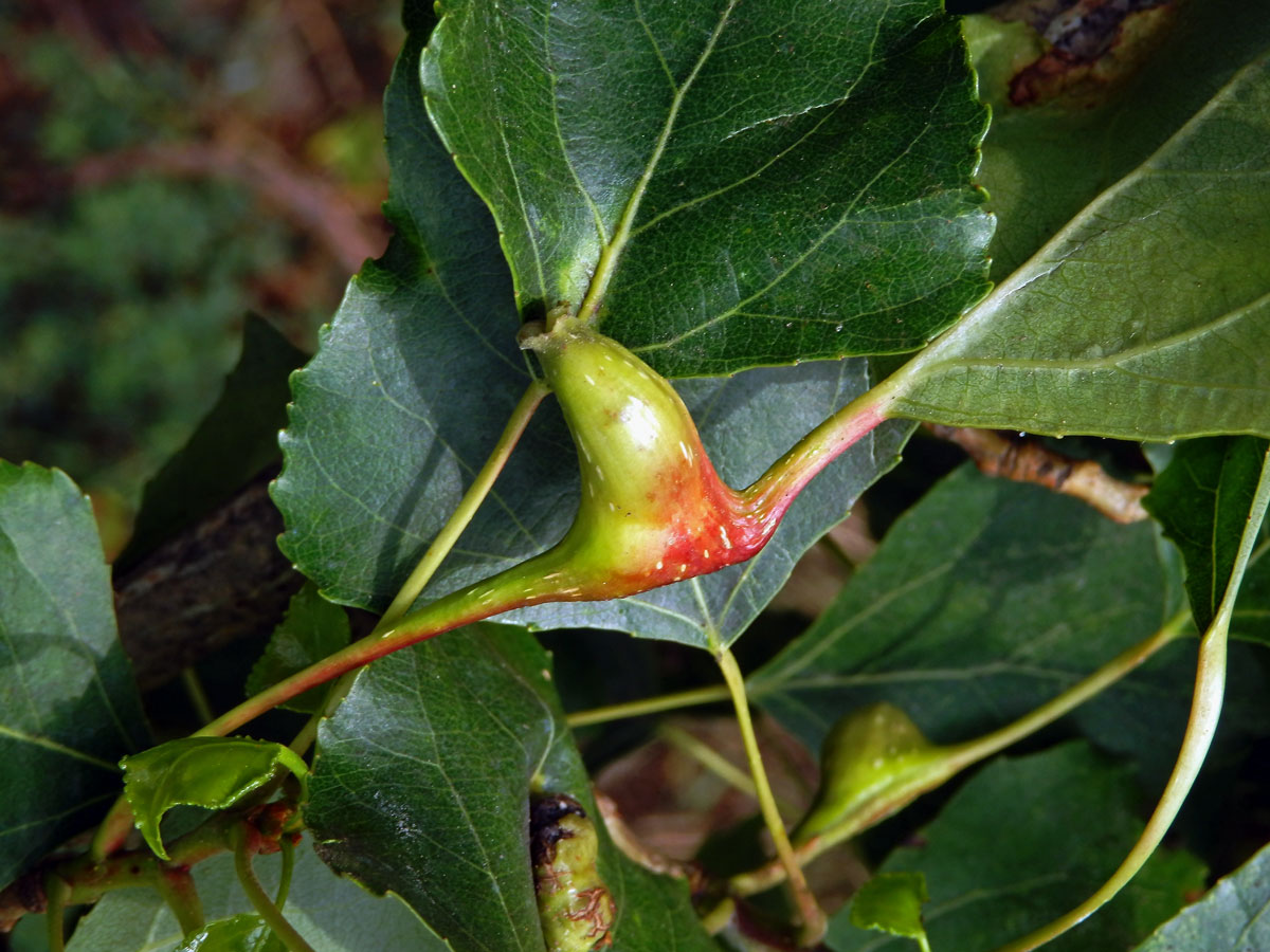 Hálky dutilky (Pemphigus bursarius); topol černý