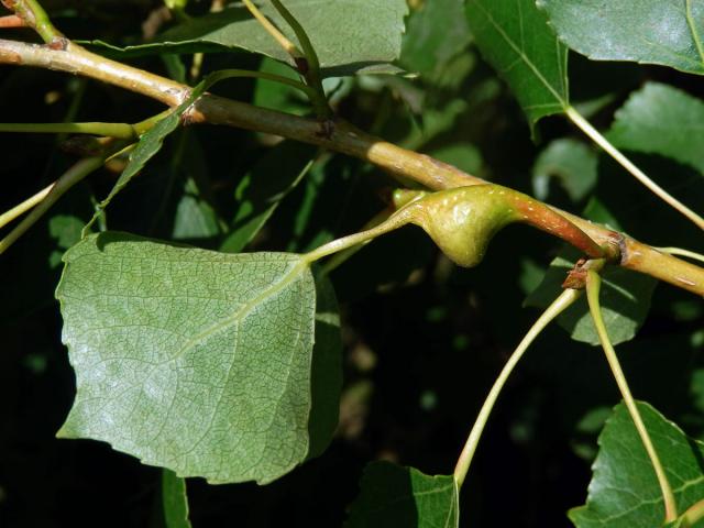 Hálky dutilky (Pemphigus bursarius); topol černý