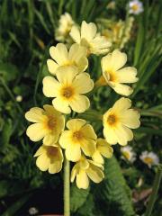 Prvosenka vyšší (Primula elatior (L.) Hill.)