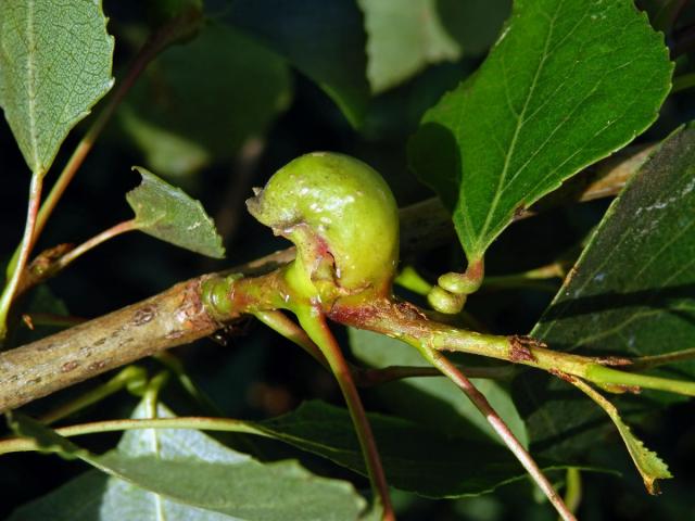 Hálky dutilky (Pemphigus bursarius); topol černý