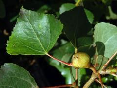 Hálky dutilky (Pemphigus bursarius); topol černý