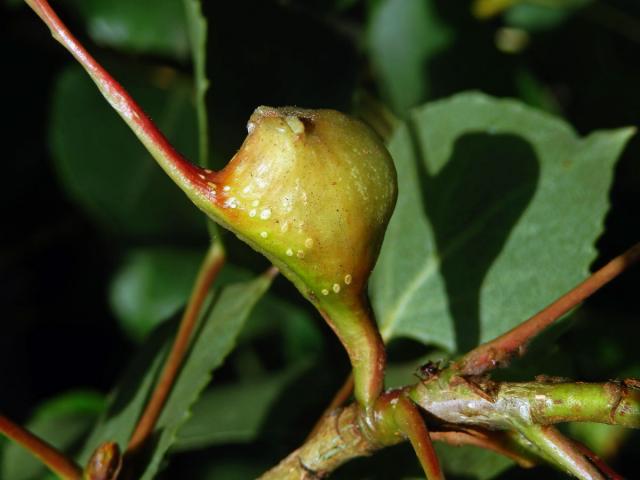 Hálky dutilky (Pemphigus bursarius); topol černý