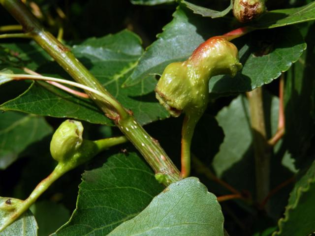 Hálky dutilky (Pemphigus bursarius); topol černý