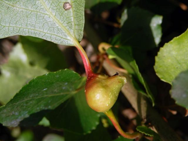 Hálky dutilky (Pemphigus bursarius); topol černý