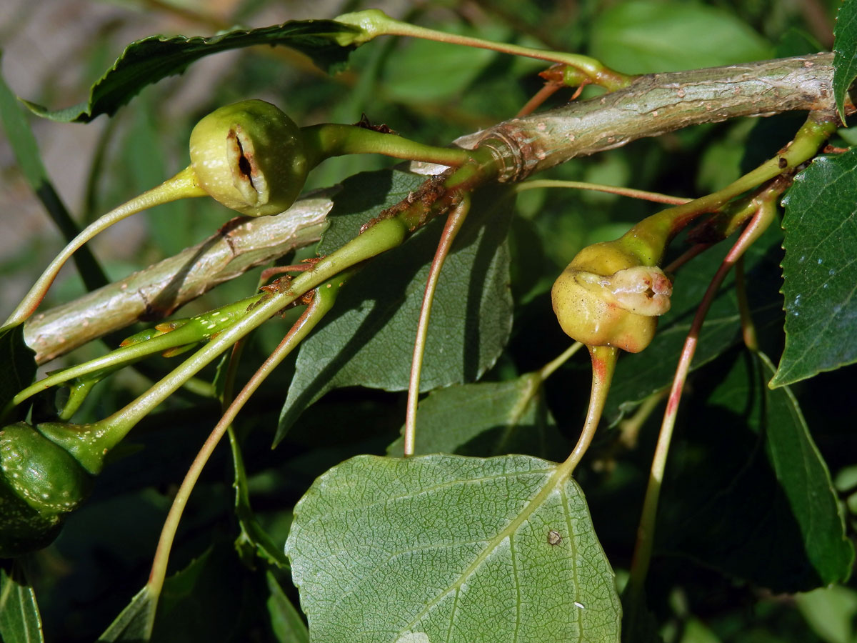 Hálky dutilky (Pemphigus bursarius); topol černý