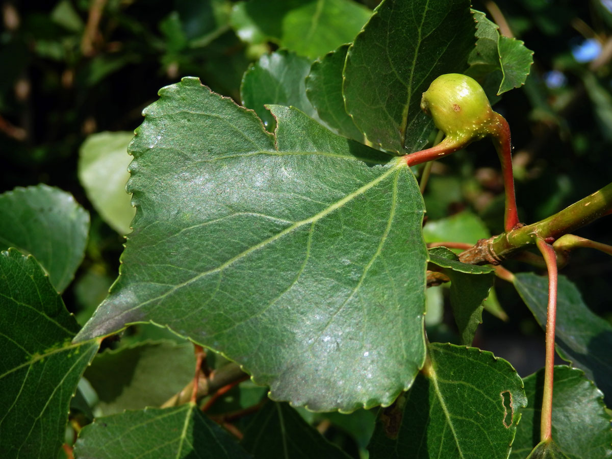 Hálky dutilky (Pemphigus bursarius); topol černý