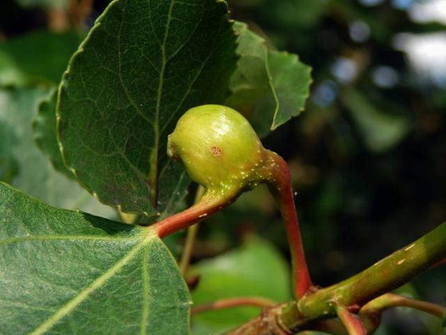 Hálky dutilky (Pemphigus bursarius); topol černý