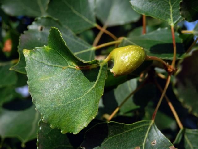 Hálky dutilky (Pemphigus bursarius); topol černý