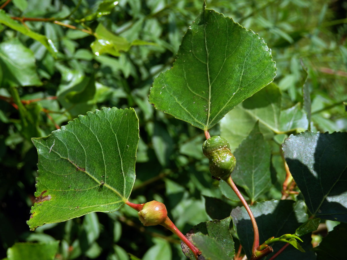 Hálky dutilky (Pemphigus bursarius); topol černý