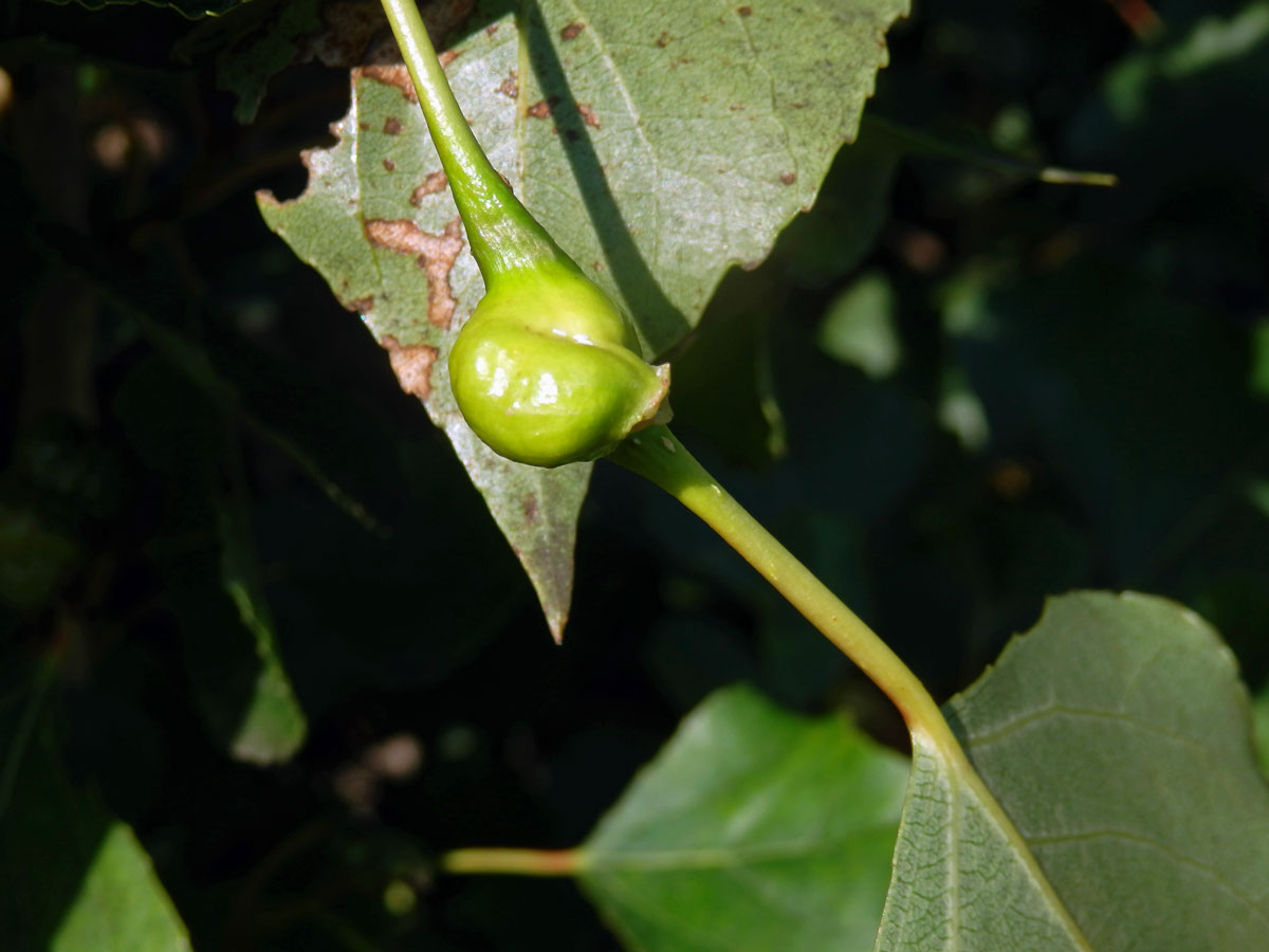 Hálky dutilky (Pemphigus bursarius); topol černý