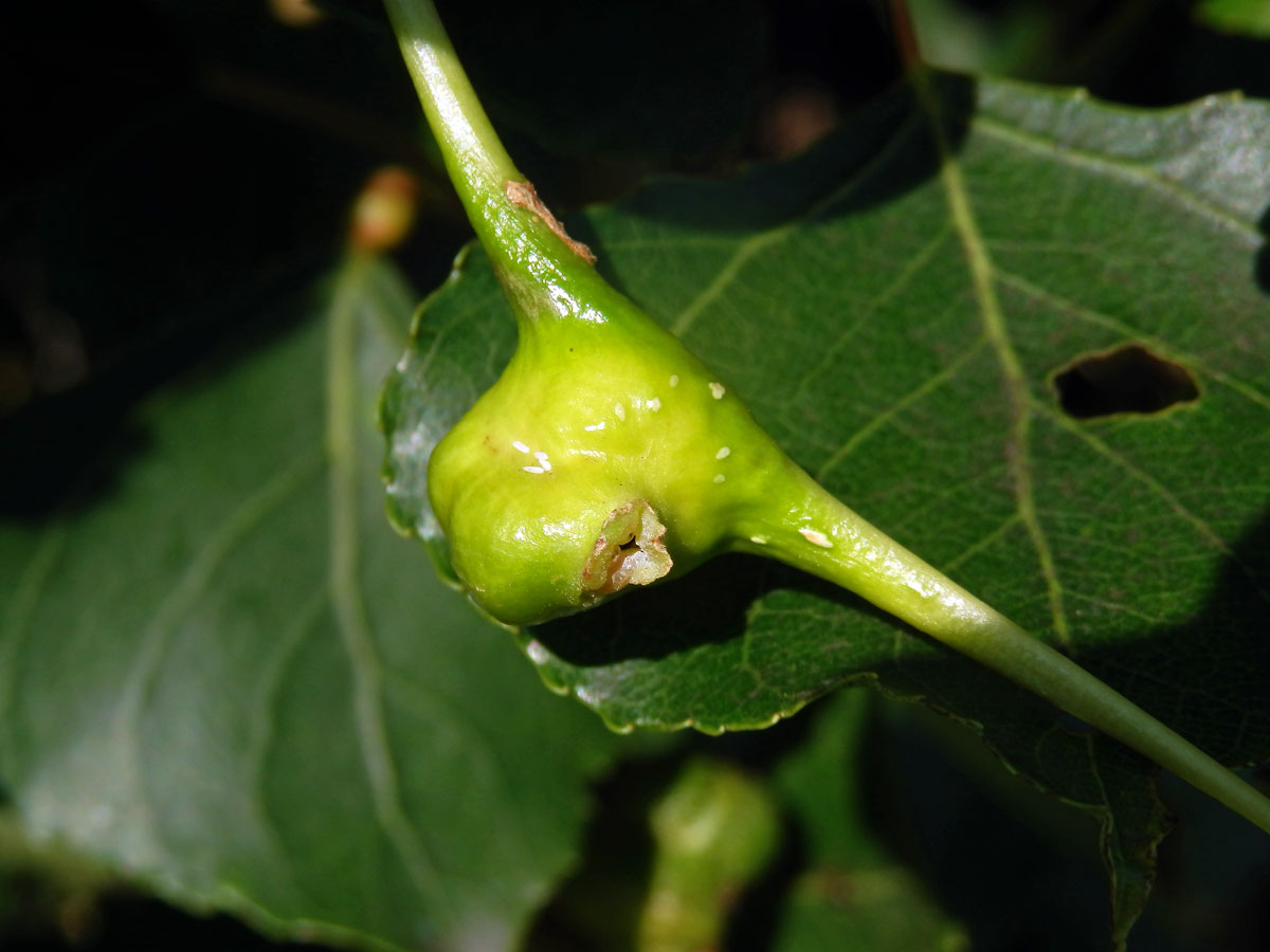 Hálky dutilky (Pemphigus bursarius); topol černý