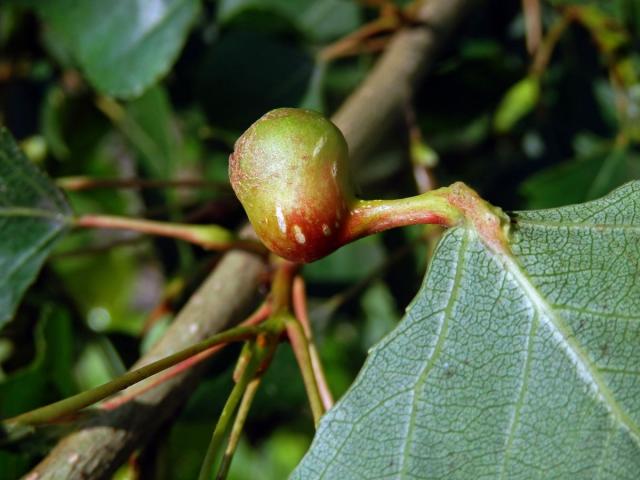 Hálky dutilky (Pemphigus bursarius); topol černý