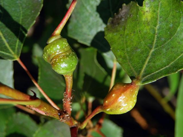 Hálky dutilky (Pemphigus bursarius); topol černý