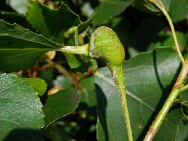 Hálky dutilky (Pemphigus bursarius); topol černý