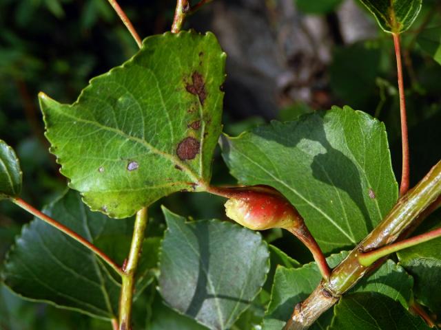 Hálky dutilky (Pemphigus bursarius); topol černý