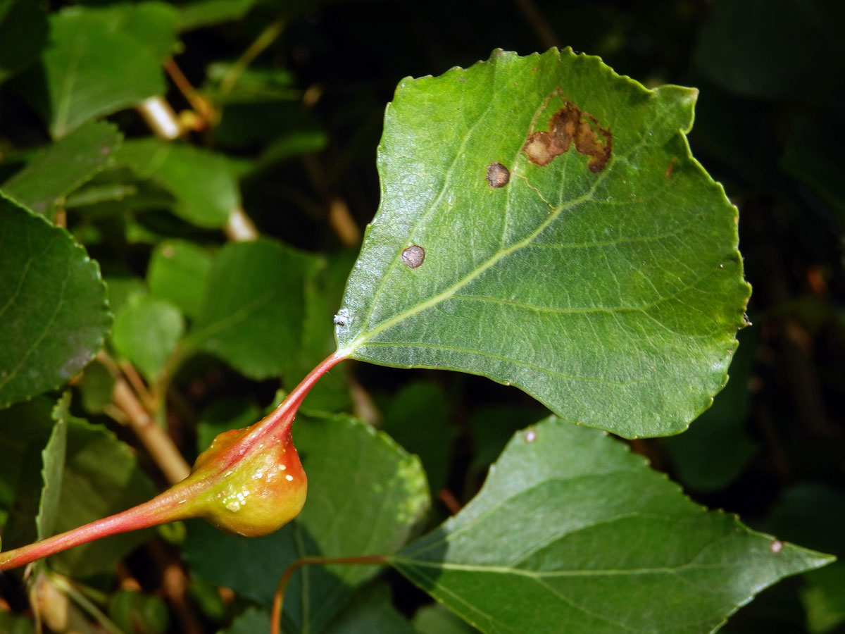 Hálky dutilky (Pemphigus bursarius); topol černý