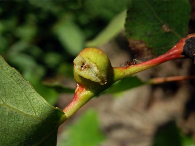 Hálky dutilky (Pemphigus bursarius); topol černý