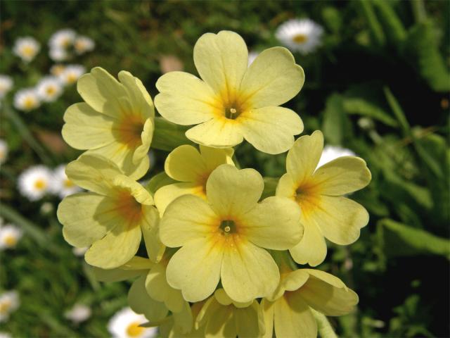 Prvosenka vyšší (Primula elatior (L.) Hill.)