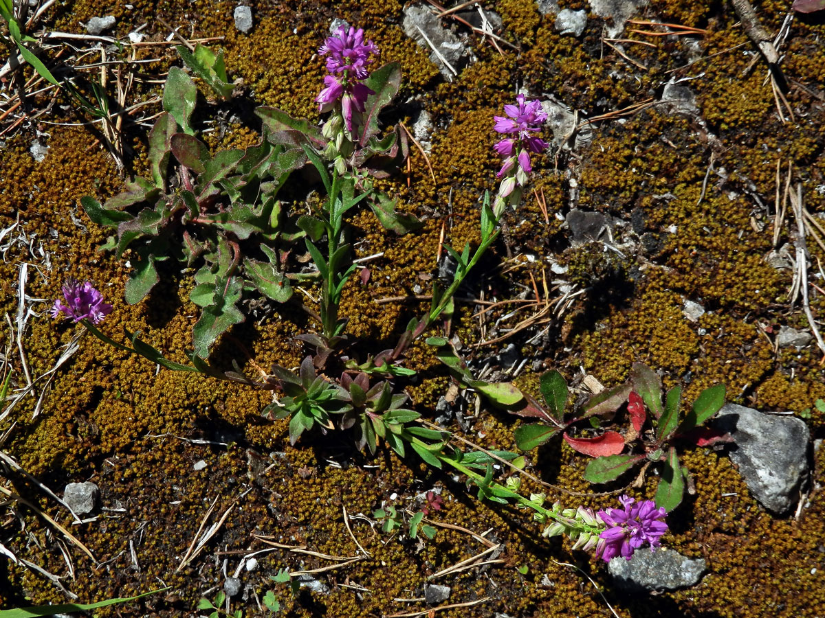 Vítod chocholatý (Polygala comosa Schkuhr)