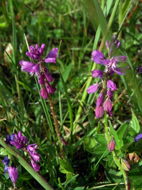 Vítod chocholatý (Polygala comosa Schkuhr)