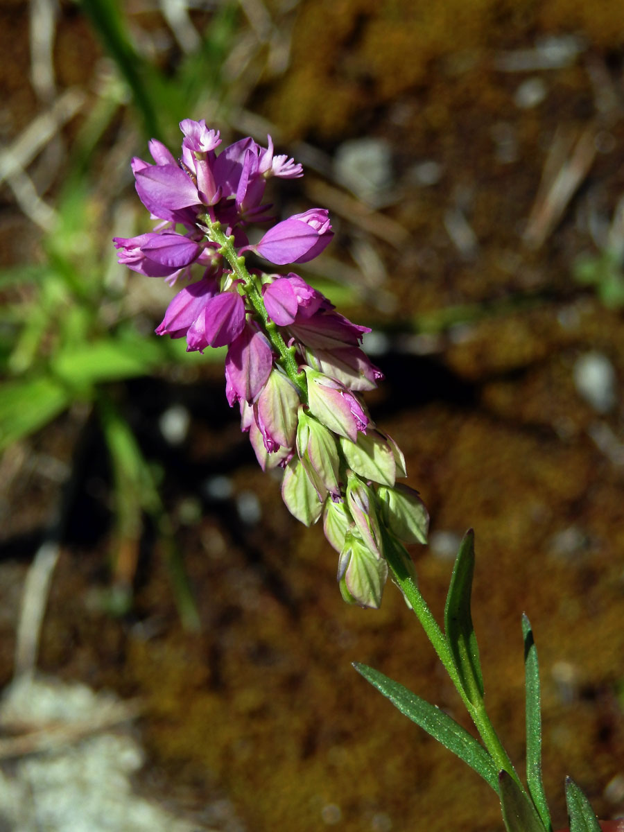 Vítod chocholatý (Polygala comosa Schkuhr)