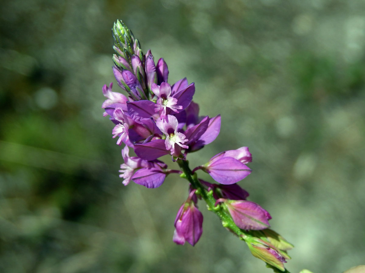 Vítod chocholatý (Polygala comosa Schkuhr)