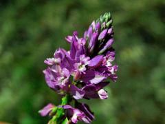 Vítod chocholatý (Polygala comosa Schkuhr)