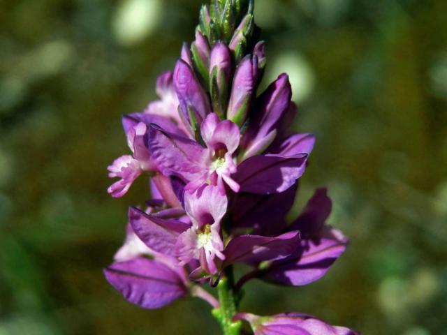 Vítod chocholatý (Polygala comosa Schkuhr)