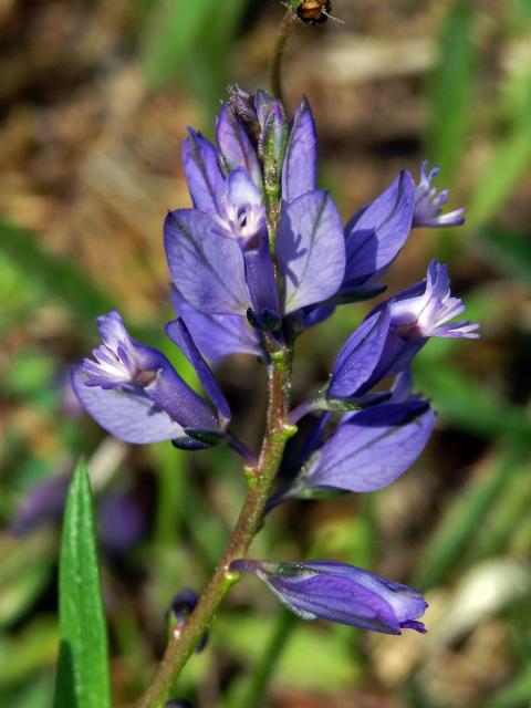 Vítod chocholatý (Polygala comosa Schkuhr)