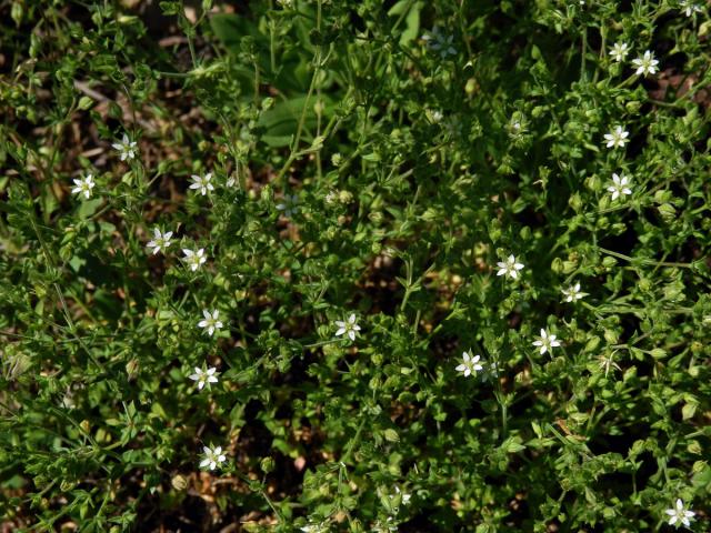 Písečnice douškolistá (Arenaria serpyllifolia L.)